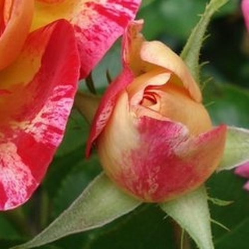 Rosa  Camille Pissarro™ - žlutá - bordova - Stromkové růže, květy kvetou ve skupinkách - stromková růže s keřovitým tvarem koruny